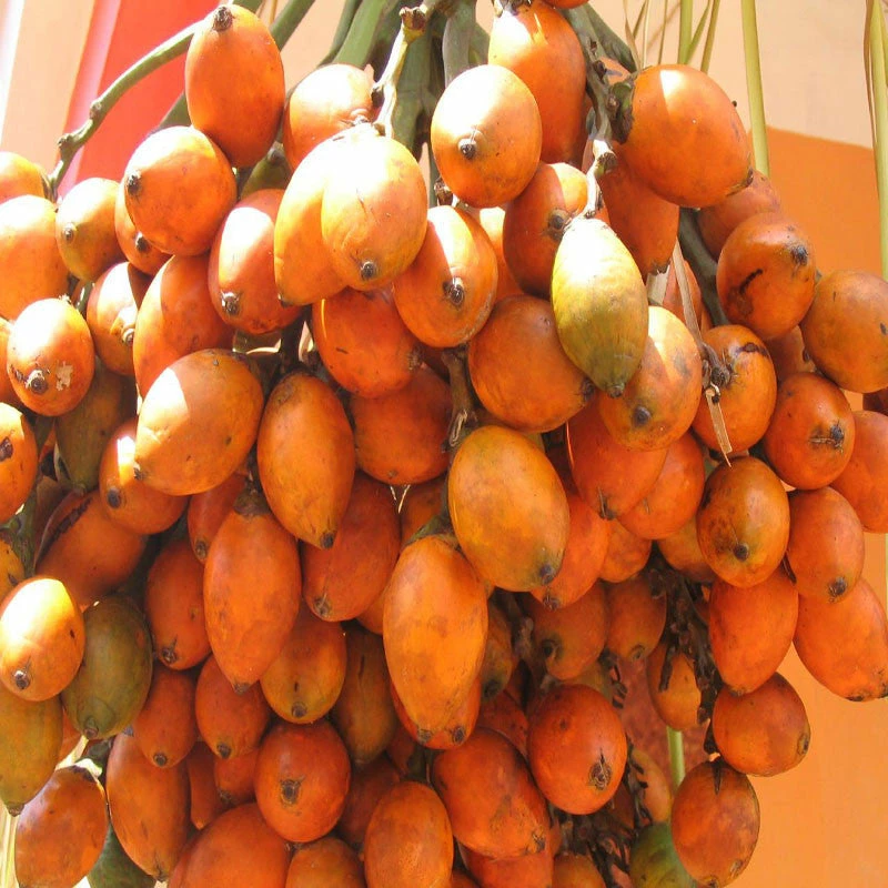 Exoticflora Betel Nut/Areca Nut - Fruit Plants & Tree Hybrid Fruit Plants 2 Exoticflora Betel Nut/Areca Nut - Fruit Plants & Tree Hybrid Fruit Plants