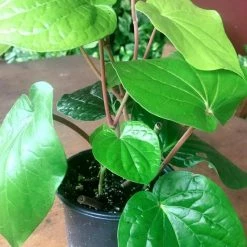 Exoticflora Maghai Paan/Betel Leaf - Medicinal & Aromatic Plants Indoor Plants