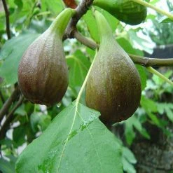 Exoticflora All Fruit Plants Big Leaf Anjura - Fruit Plants & Tree