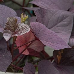 Exoticflora Ipomoea Black Heart Vine - Creepers & Climbers