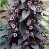 Exoticflora Ipomoea Black Heart Vine - Creepers & Climbers
