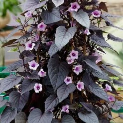 Exoticflora Ipomoea Black Heart Vine - Creepers & Climbers