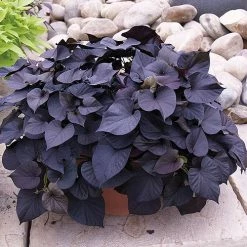 Exoticflora Ipomoea Black Heart Vine - Creepers & Climbers