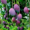 Exotic Flora Black Mango / Mango Tommy Atkins - Fruit Plant Grafted Fruit Plants
