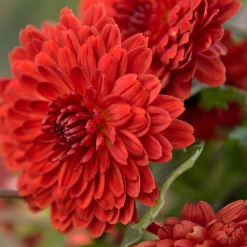 Exoticflora Chrysanthemum Red - SEASONALS