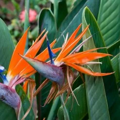 Exoticflora Bird Of Paradise - Flowering Shrubs All Flowering Plants