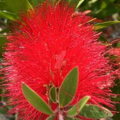 Exoticflora All Flowering Plants Red Bottle Brush / Callistemon Lanceolatus - Ornamental Flowering Plants