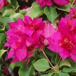 Exoticflora Bougainvillea Dark Pink Double - Creepers & Climbers