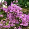 Exotic Space Bougainvillea Glabra (Formosa)- Flowering Shurbs Creepers & Climbers Flowering