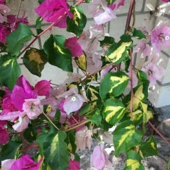 Exoticflora Creepers & Climbers Flowering Bougainvillea Thimma - Flowering Plants