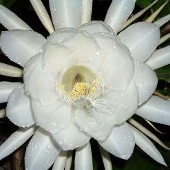 Exoticflora Brahma Kamal / Queen Of The Night - Flowering Plants
