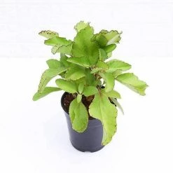 Exoticflora Bryophyllum Pinnatum - Plant Outdoor Plants