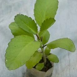 Exoticflora Bryophyllum Pinnatum - Plant Outdoor Plants