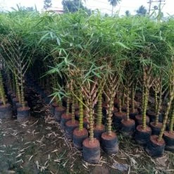 Exoticflora Bambusa Ventricosa Dwarf - Buddha Belly Bamboo Outdoor Plants