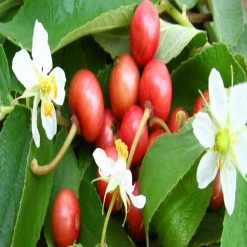 Exotic Flora Vitamine Rich Fruit Plants Singapore Cherry/Jamaica Cherry - Fruit Plants & Tree