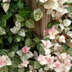 Exoticflora Pink Wall Creeper Variegated/Ficus Pumila - Creepers & Climbers