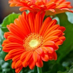 Exoticflora All Flowering Plants Gerbera Plant Orange - Top Bed Room