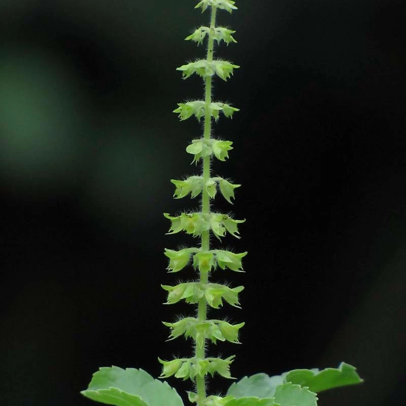 Exotic Flora Sree Lakshmi Tulasi - Auspicious Plant 1 Exotic Flora Sree Lakshmi Tulasi - Auspicious Plant