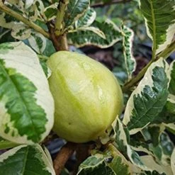 Exotic Flora Grafted Fruit Plants Guava Variegata (Grafted) - Fruit Plants & Trees