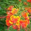Exoticflora Caesalpinia/Shankasur Red - Flowering Shrubs
