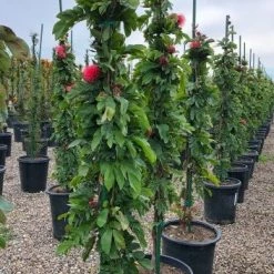 Exoticflora Calliandra/Powder Puff Red - Avenue Trees