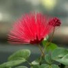 Exoticflora Calliandra/Powder Puff Red - Avenue Trees