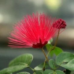 Exoticflora Calliandra/Powder Puff Red - Avenue Trees