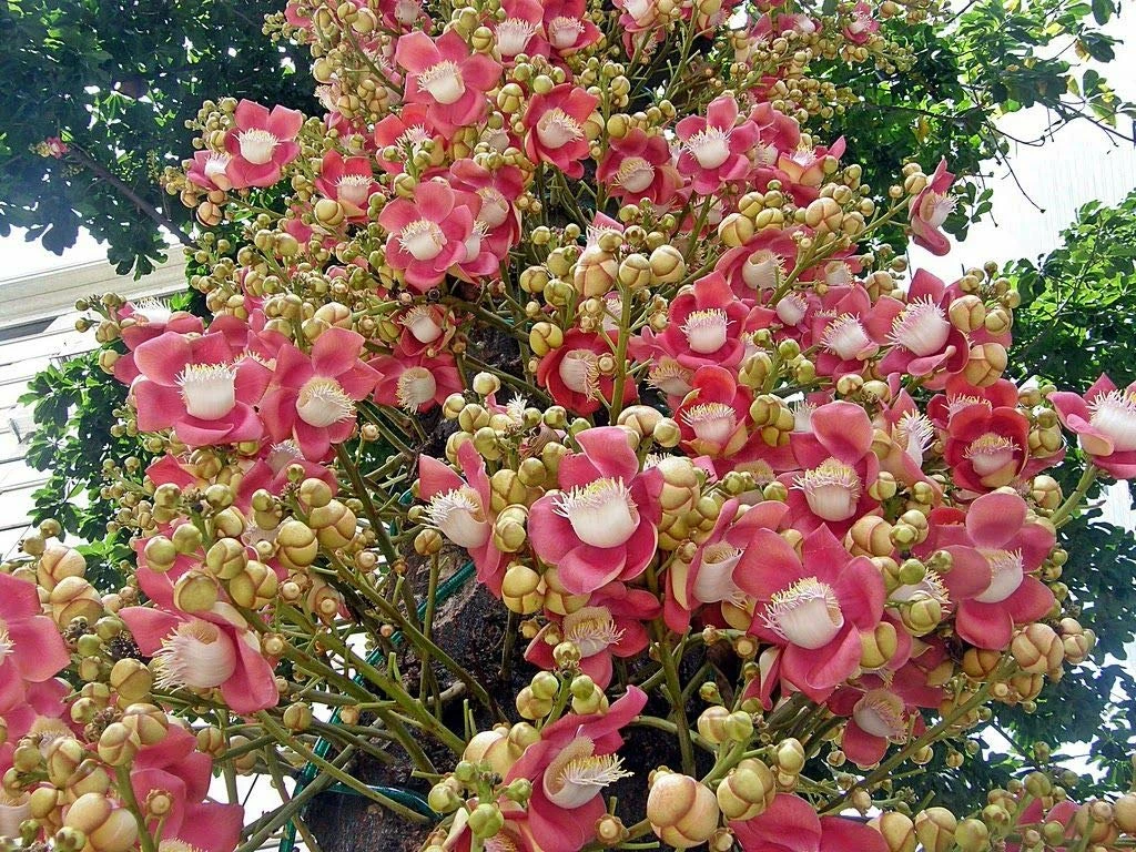 Exoticflora Cannonball / Kailash Pati - Avenue Trees Perfuming Flowering Plants 1 Exoticflora Cannonball / Kailash Pati - Avenue Trees Perfuming Flowering Plants