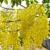 Exoticflora Cassia Fistula / Indian Laburnum - Avenue Trees