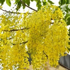 Exoticflora Cassia Fistula / Indian Laburnum - Avenue Trees