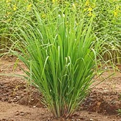 Exoticflora Citronella Grass - Herb Plants