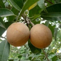 Exoticflora Grafted Fruit Plants Sapota Cricket Ball (Grafted) - Fruit Plants & Tree