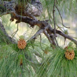 Exoticflora Chir Pine - Avenue Trees