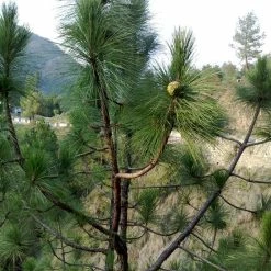 Exoticflora Chir Pine - Avenue Trees