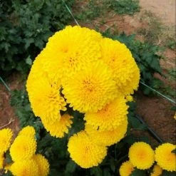 Exoticflora Chrysanthemum Marigold - Seasonal Plants