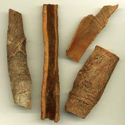 Exoticflora Kitchen Plants & Spice Plants Dalchini/Cinnamomum Verum - Kitchen & Spice Plants