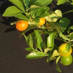 Exoticflora Sweet Lemon / Kumquat(Grafted) - Fruit Plants & Tree