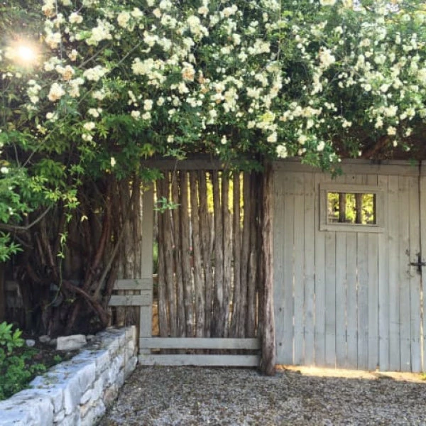Exoticflora Rosa Crimson Glory White - Creeper & Climbers 2 Exoticflora Rosa Crimson Glory White - Creeper & Climbers