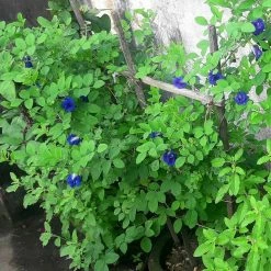 Exoticflora Clitorea Ternatea Blue - Creeper & Climbers Creepers & Climbers Flowering 6 Exoticflora Clitorea Ternatea Blue - Creeper & Climbers Creepers & Climbers Flowering