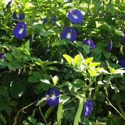 Exoticflora Clitorea Ternatea Blue - Creeper & Climbers Creepers & Climbers Flowering