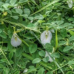 Exoticflora Creepers & Climbers Flowering Clitorea Ternatea White - Creeper & Climbers