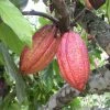 Exoticflora Cocoa/Cacao Fruit - Fruit Plants & Plantation Crops Exotic Fruit Plants