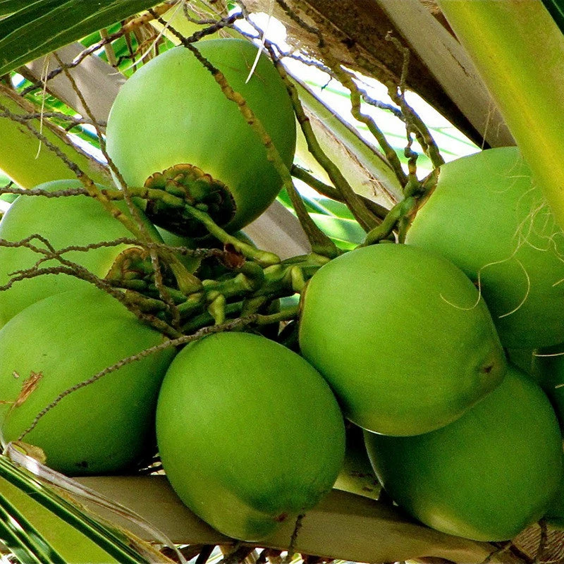 Exoticflora Coconut-Hybrid- Fruit Plants & Tree 1 Exoticflora Coconut-Hybrid- Fruit Plants & Tree