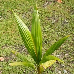 Exoticflora Coconut-Hybrid- Fruit Plants & Tree