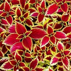 Exoticflora Ornamental Coleus - Red Green Foliage Plants
