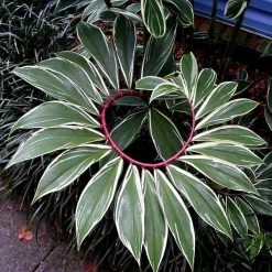 Exoticflora Spiral Costus Variegata - Ornamental Plant