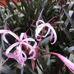 Exoticflora Crinum Lily Purple - Flowering Plants Ornamental Plant