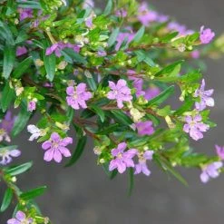 Exoticflora Ornamental Plant Cuphea Hyssopifolia Lavender - Ornamental Flowering Plants