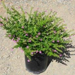 Exoticflora Ornamental Plant Cuphea Hyssopifolia Lavender - Ornamental Flowering Plants