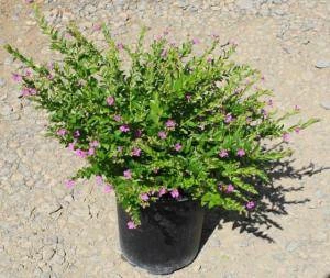 Exoticflora Ornamental Plant Cuphea Hyssopifolia Lavender - Ornamental Flowering Plants 2 Exoticflora Ornamental Plant Cuphea Hyssopifolia Lavender - Ornamental Flowering Plants